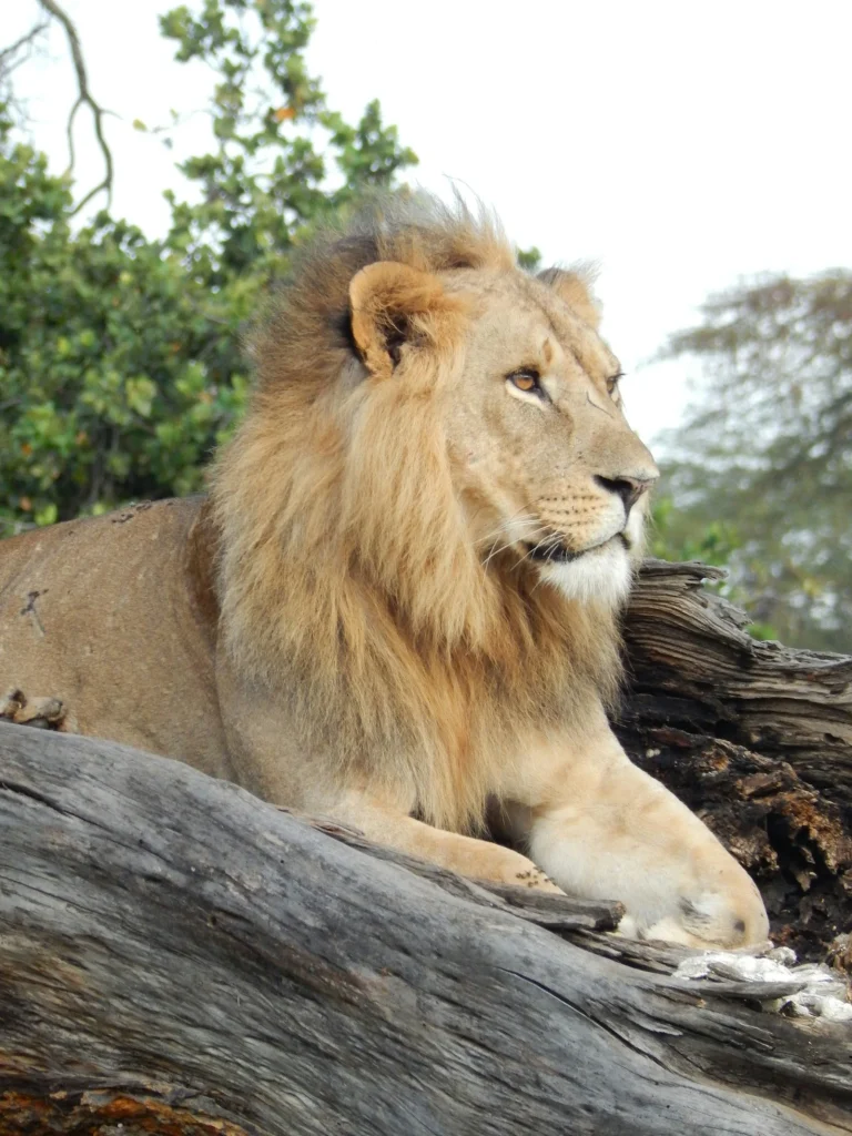 Lion resting on a fallen tree in a Kenyan game reserve